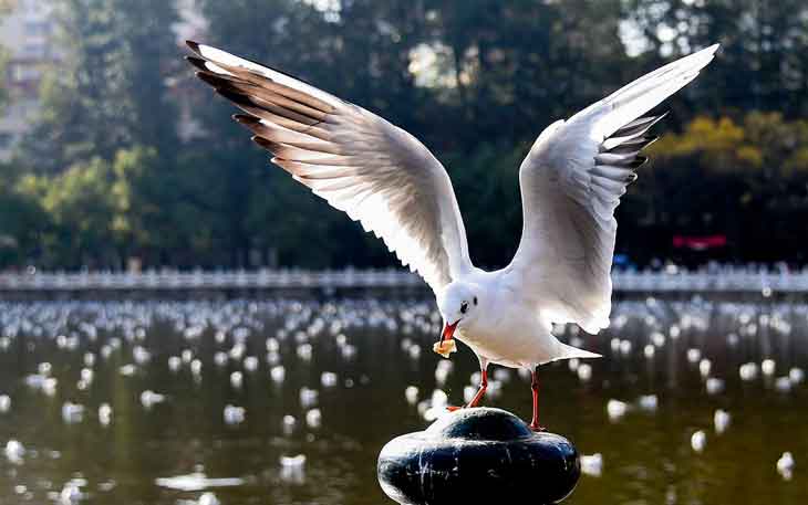 昆明翠湖公園的海鷗什么時(shí)候走，何時(shí)搬家？.jpg