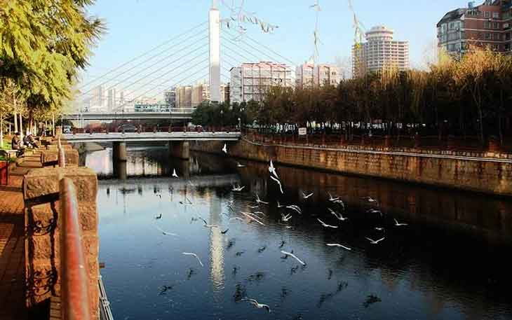 冬天去昆明哪里看海鷗？盤龍江得勝橋和雙龍橋.jpg