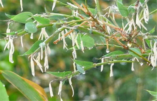 農(nóng)村俗語：“竹子開花，馬上搬家”，說的是啥意思？.jpg