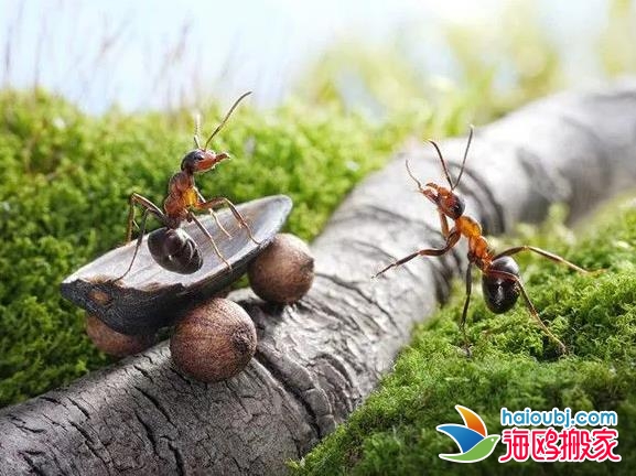 昆明盤(pán)龍區(qū)搬家公司搬運(yùn)工搬家拉貨哪個(gè)好用.jpg